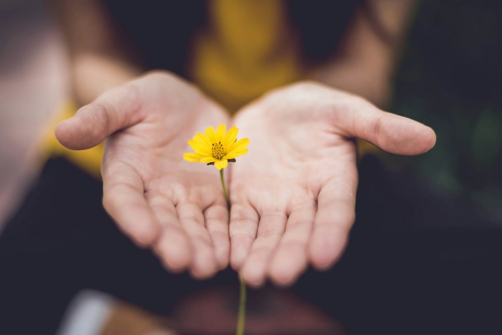 open hands holding a single yellow flower